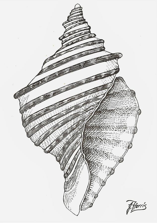 Conch Shell Drawing by Jim Harris Fine Art America