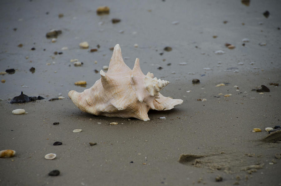 Conch Shell on the Beach #1 Photograph by Bill Cannon