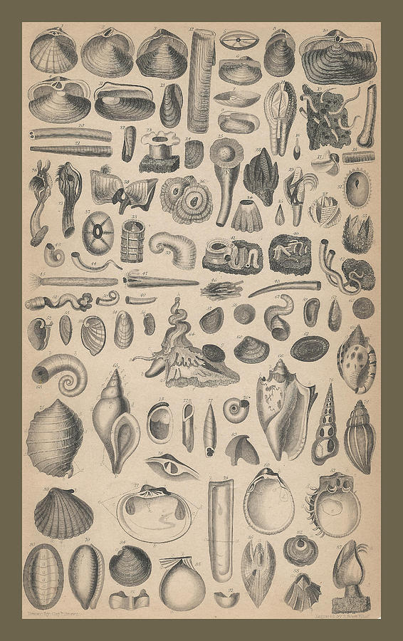 John James Audubon Drawing - Conchology #1 by Dreyer Wildlife Print Collections 