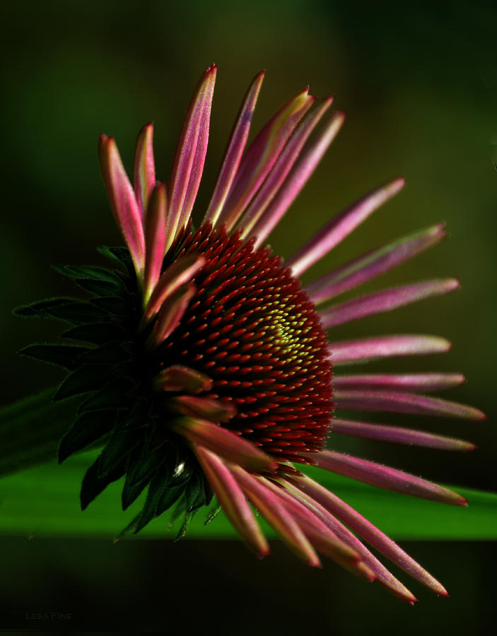 Cone Flower Art Close Up and Personal #1 Photograph by Lesa Fine