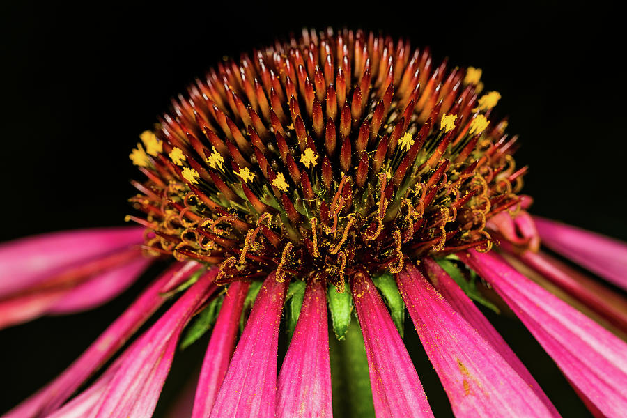Cone Flower #1 Photograph by Jay Stockhaus