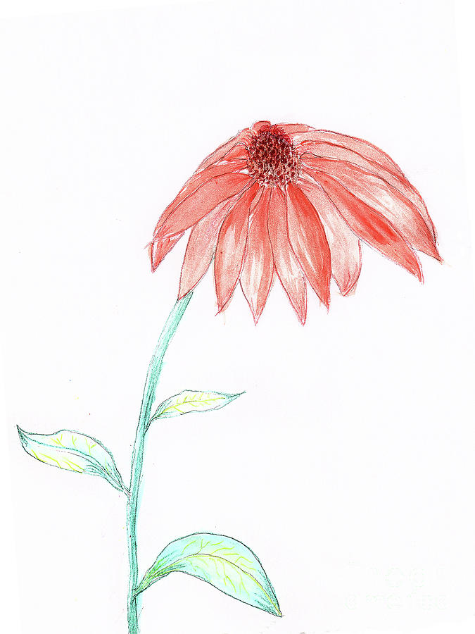 Cone Flower #2 Painting by Judy Hall-Folde