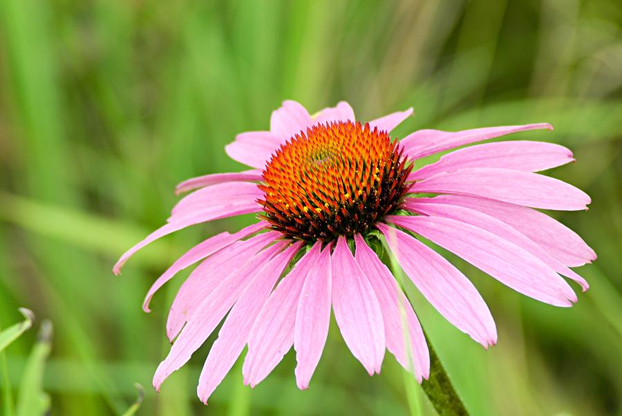 Cone Flower #1 Photograph by Larry Ricker