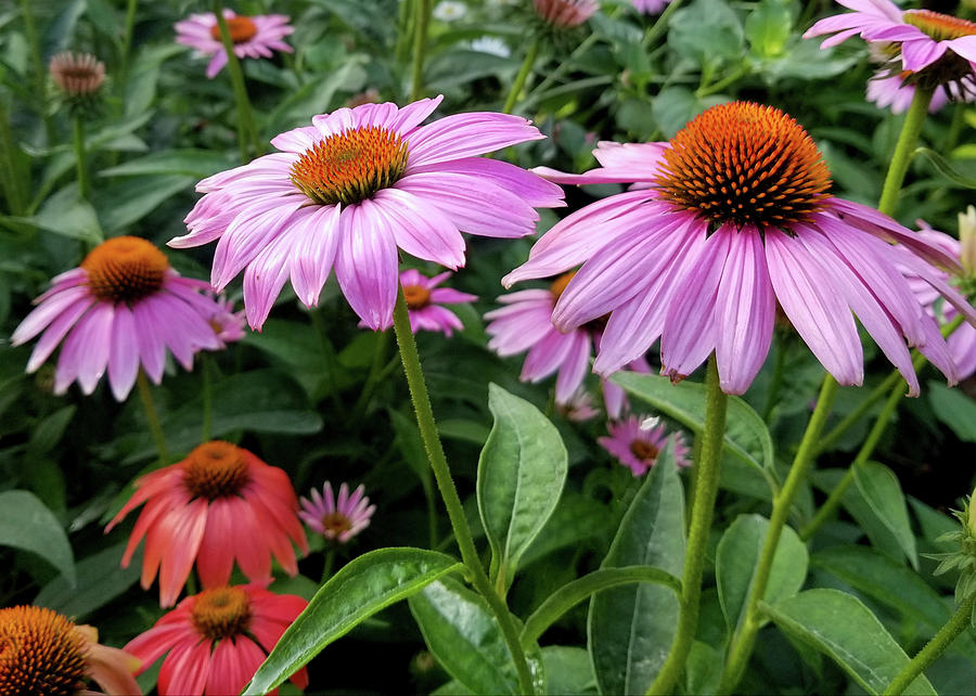 Cone Flowers I #1 Photograph by Sylvia Thornton