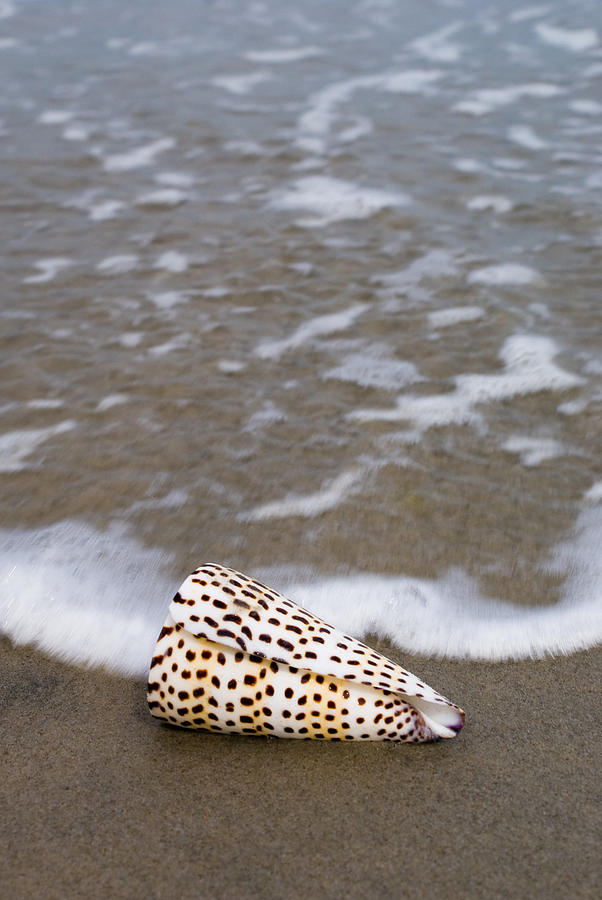 Cone seashell on the beach. #1 Photograph by Anthony Totah