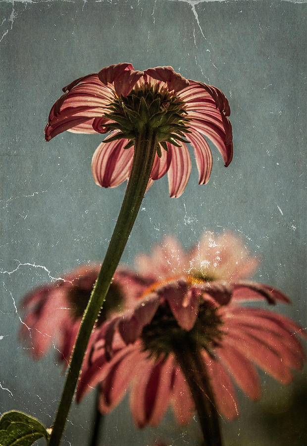 Coneflower #1 Photograph by Garry McMichael