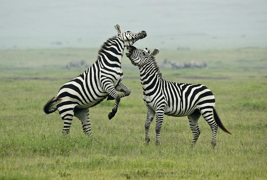 Nature Photograph - Confrontation in Stripes #1 by Michele Burgess
