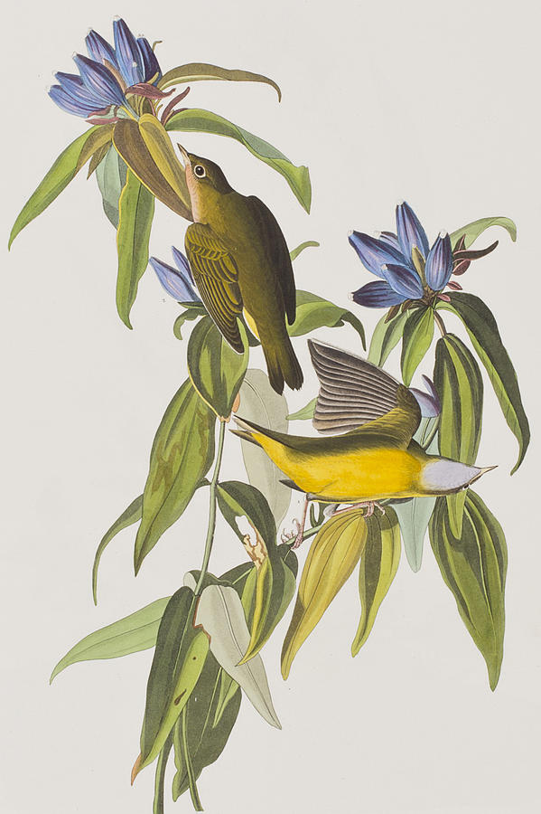 John James Audubon Painting - Connecticut Warbler by John James Audubon
