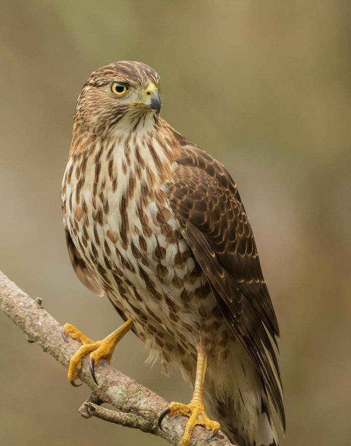 Coopers Hawk Portrait #1 Photograph by Angie Vogel