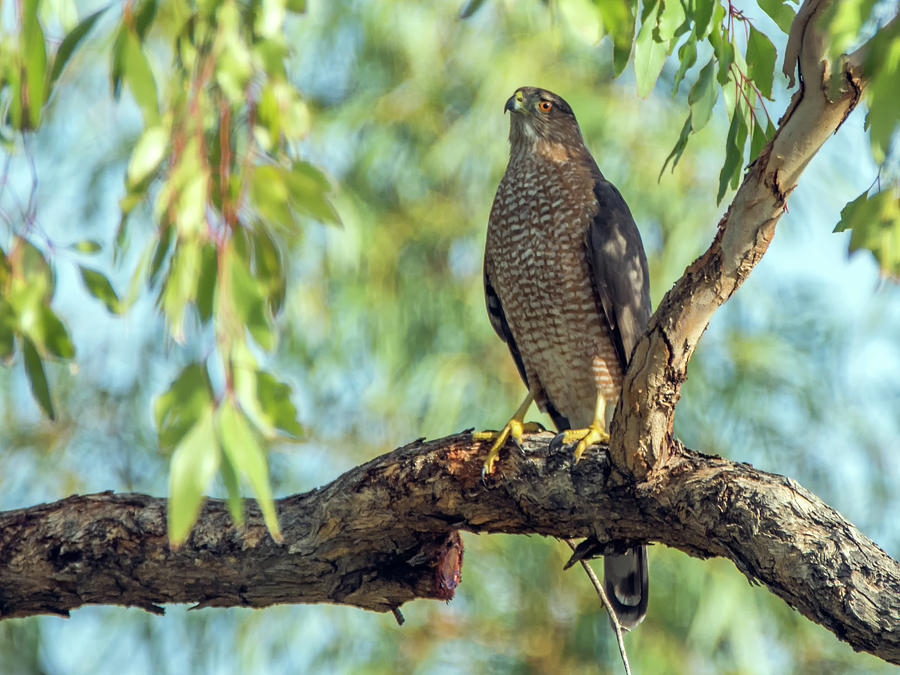 Coopers Hawk #1 Photograph by Tam Ryan