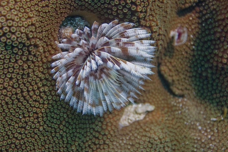 Coral on Dantchi Delight Reef Aruba #1 Photograph by Bob Hahn