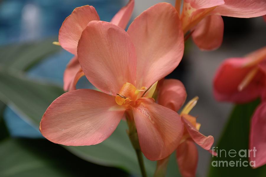 Orchid Photograph - Coral Orchid #1 by Tom Horsch Photography