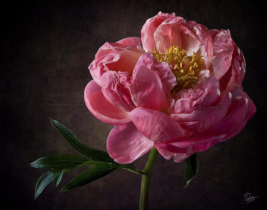 Coral Peony #1 Photograph by Endre Balogh