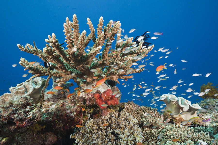 Coral Reef, Fiji #1 Photograph by Reinhard Dirscherl