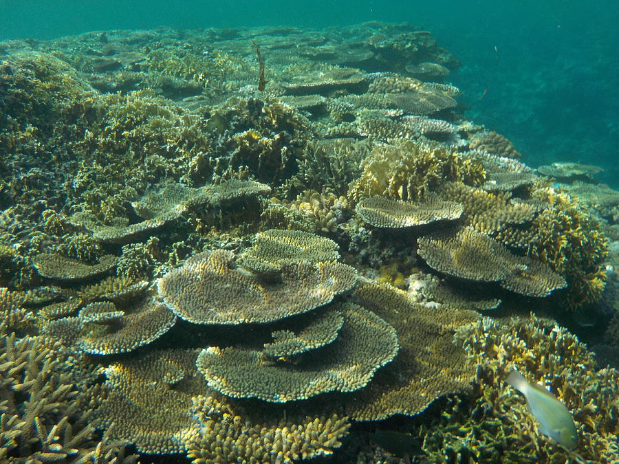 Okinawa Photograph - Coral Reef #1 by Minami Daminami