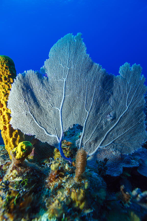 Coral reef near Cayo Largo, Cuba Photograph by Rostislav Ageev - Pixels