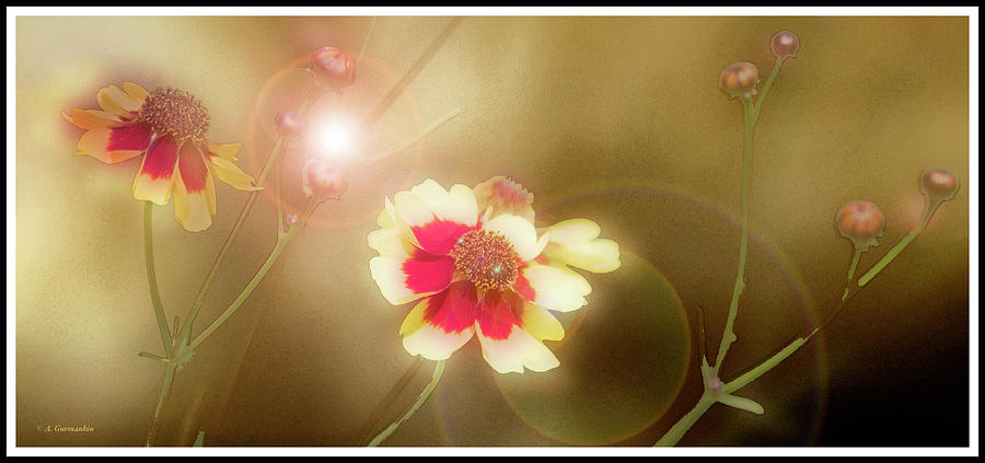 Coreopsis Flowers and Buds #1 Digital Art by A Macarthur Gurmankin