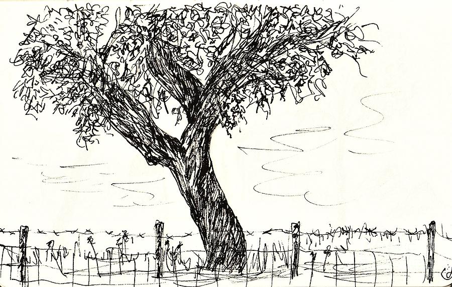 Cork Oak #2 Drawing by Chani Demuijlder