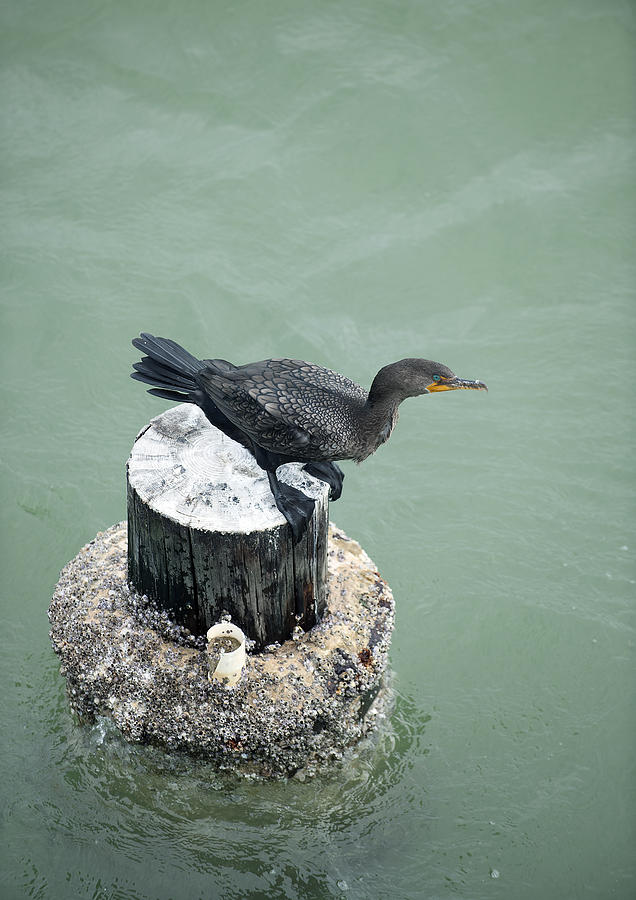 Cormorant #1 Photograph by Gouzel -
