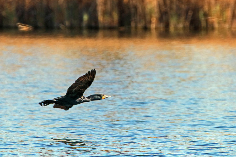 Cormorant in Flight #1 Photograph by Ira Marcus