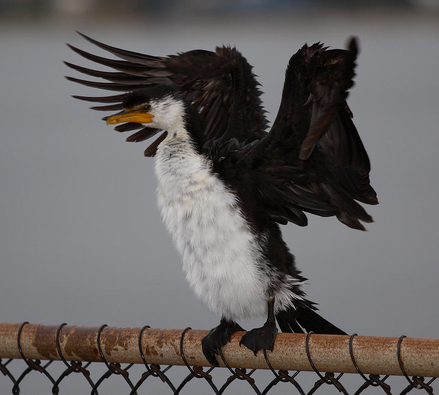 Cormorant #1 Photograph by Masami Iida