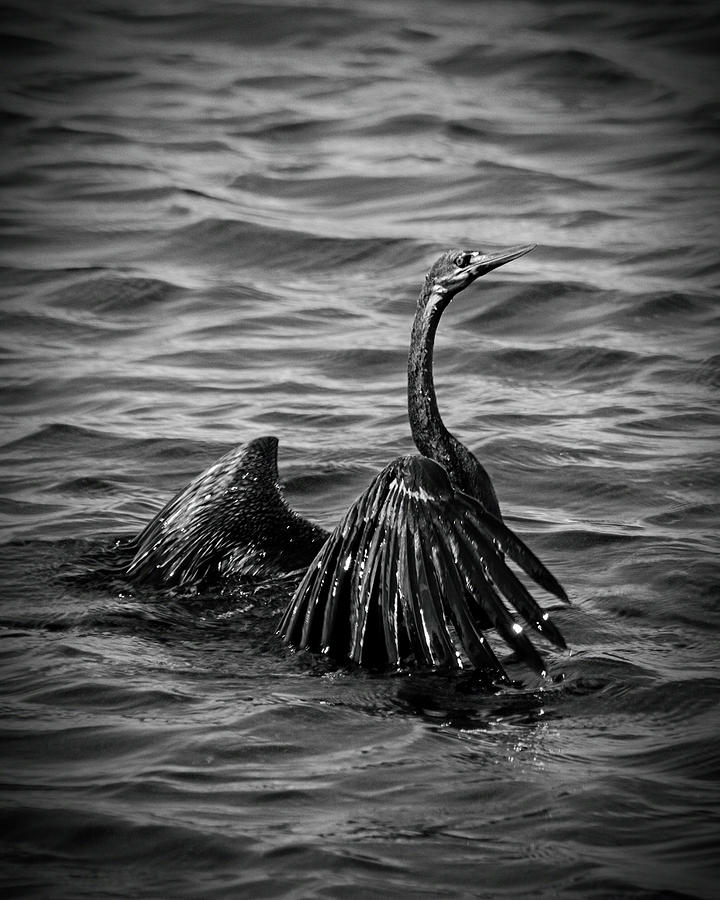 Cormorant  #2 Photograph by Patrick Kain