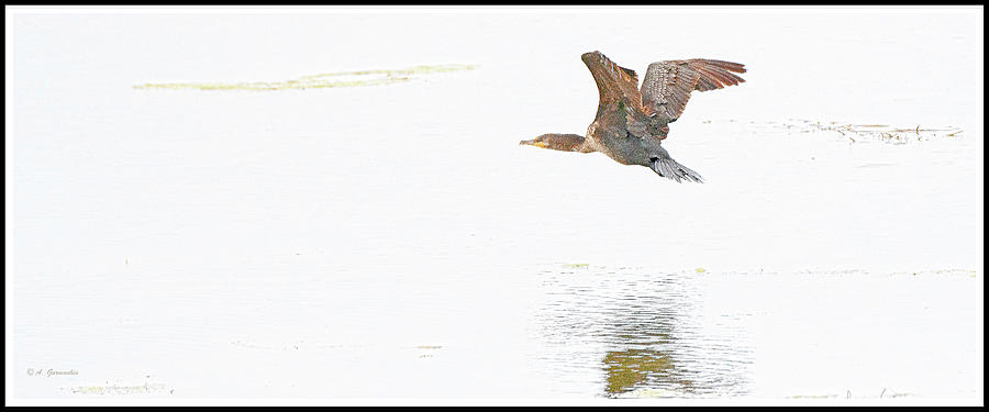 Cormorant Takes Flight #1 Photograph by A Macarthur Gurmankin