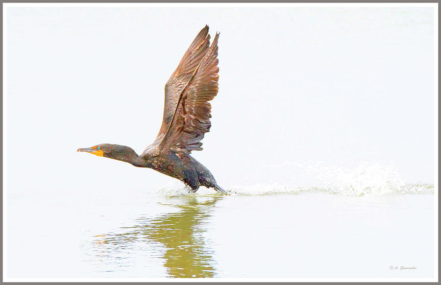 Cormorant Taking Flight #1 Photograph by A Macarthur Gurmankin