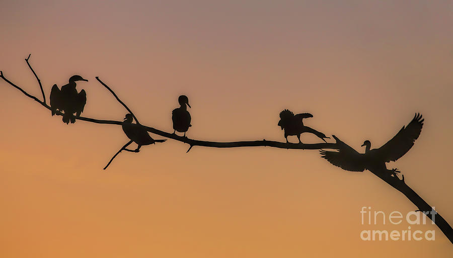 Cormorant Wars #2 Photograph by Elizabeth Winter