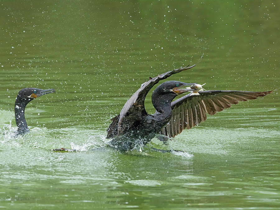 Cormorant with Fish #2 Photograph by Tam Ryan