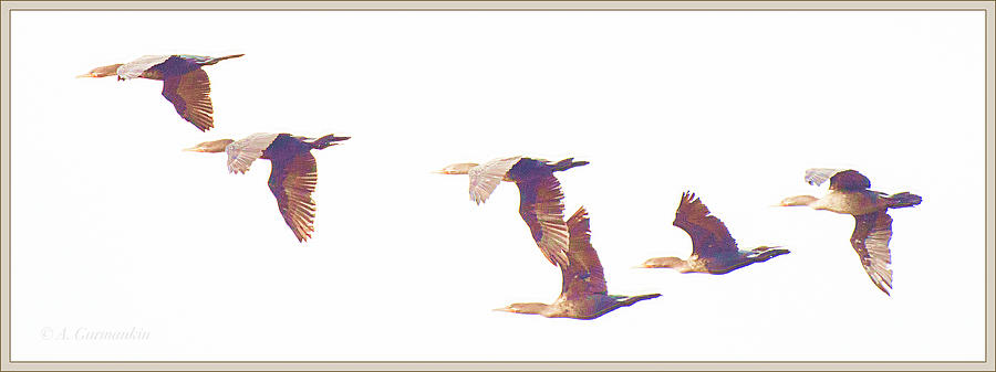 Cormorants in Flight #1 Digital Art by A Macarthur Gurmankin