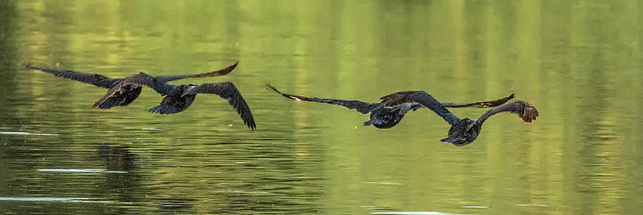 Bird Photograph - Cormorants #1 by Tam Ryan