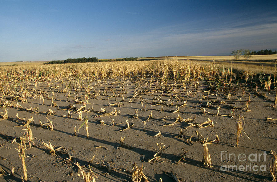 Corn Crop Failure #1 Photograph by Inga Spence