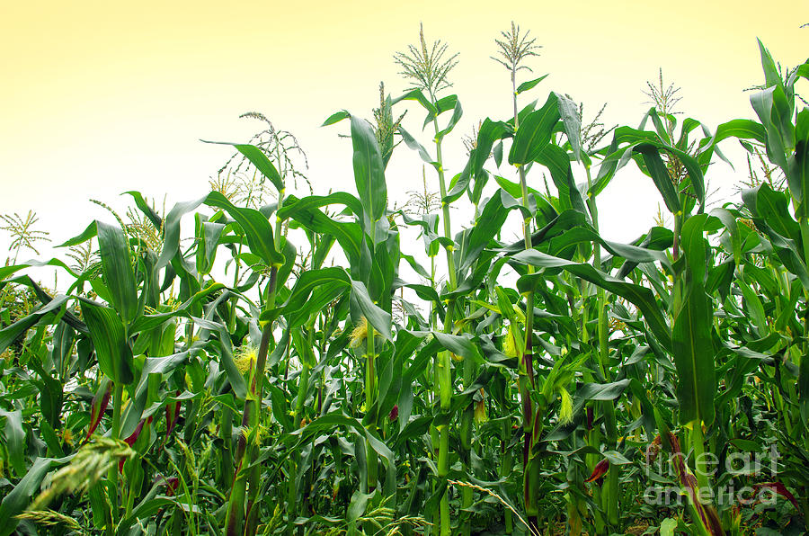 Corn Field #1 Photograph by Carlos Caetano