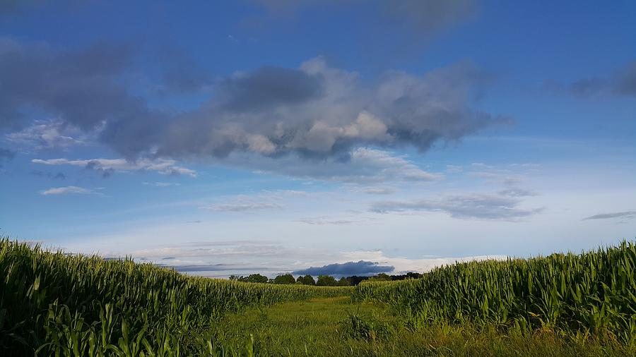 Landscape Photograph - Corn Field #1 by Yazid Ismail Landscape Photograph - Corn Field #1 by Yazid Ismail