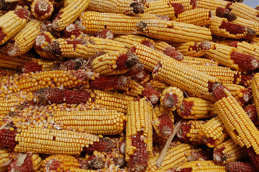Corn Harvest #1 Photograph by Patty Vicknair