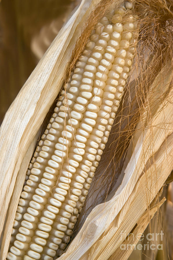 Corn Stalks #1 Photograph by Inga Spence