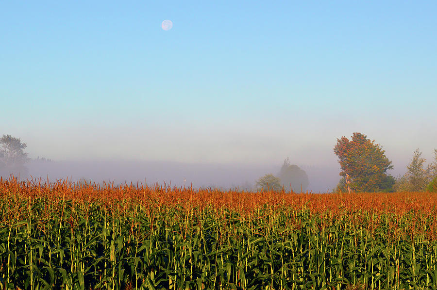 Cornfield Moonset Photograph by Brian OKelly