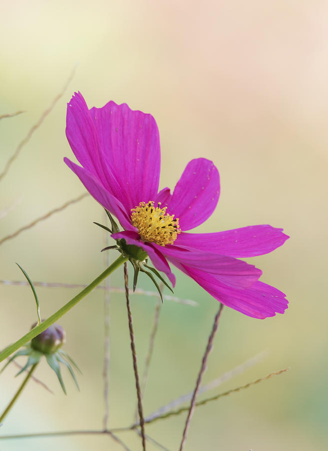 Cosmos #1 Photograph by Angie Vogel