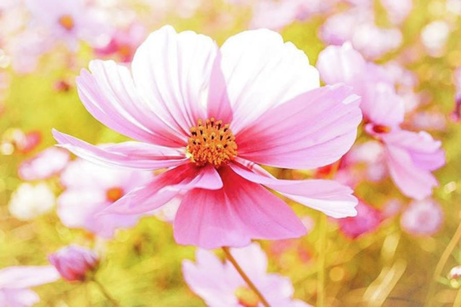 Flower Photograph - #cosmos #kakogawa #hyougo #japan #1 by Tanaka Daisuke