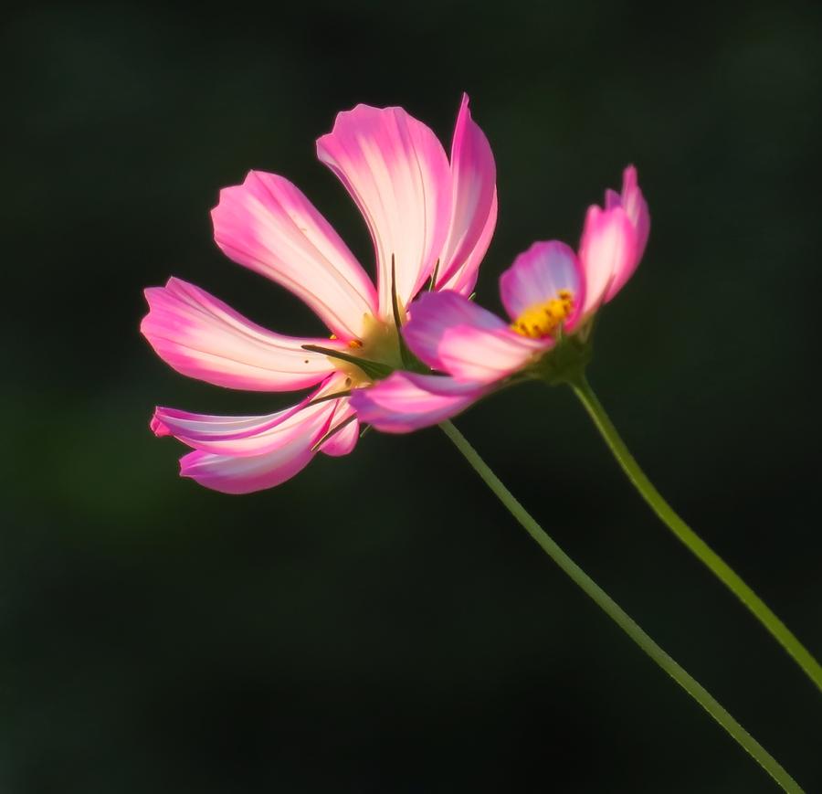 Cosmos Pair #1 Photograph by MTBobbins Photography