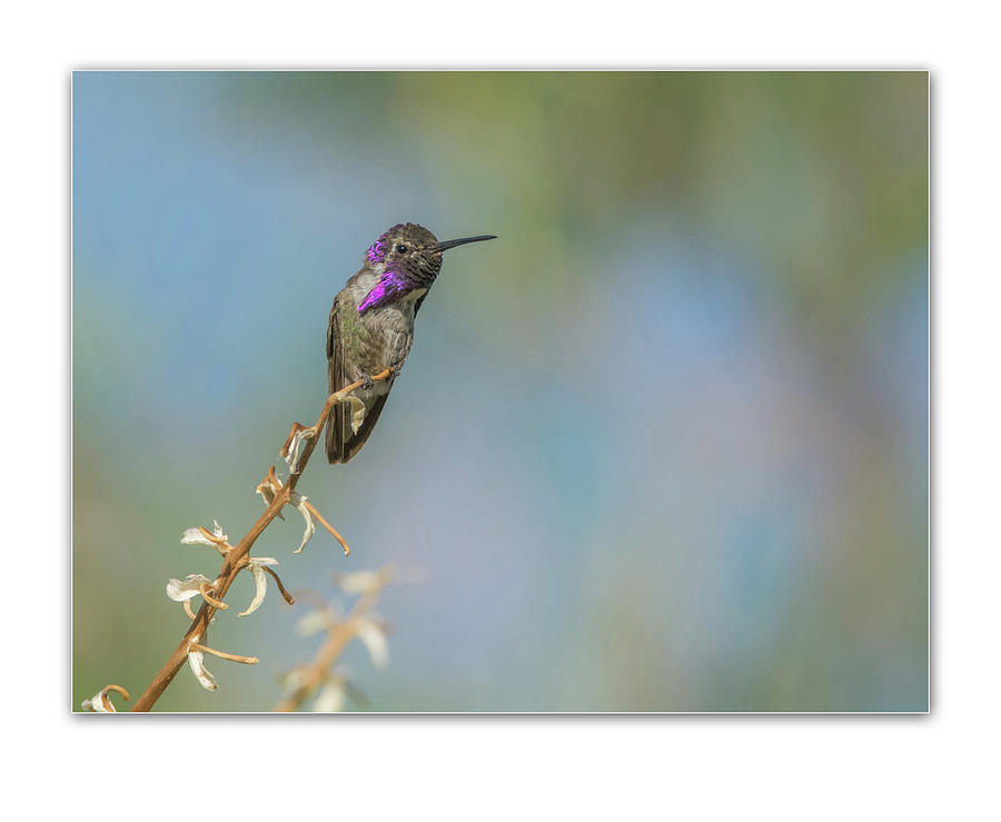 Costas Hummingbird 1828 #2 Photograph by Tam Ryan