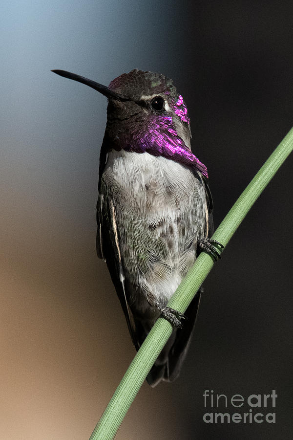 Costas Hummingbird Photograph by Lisa Manifold