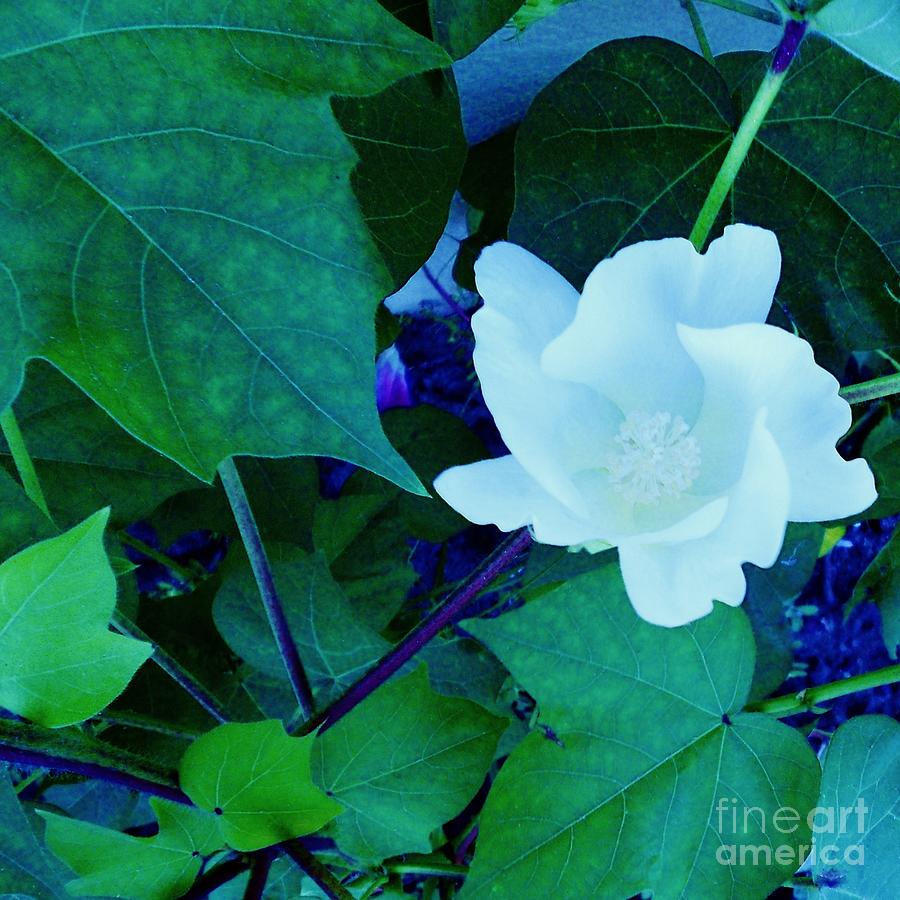 Cotton Blossom Photograph by Eloise Schneider Mote