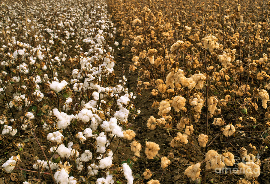 Cotton Field #1 Photograph by Inga Spence