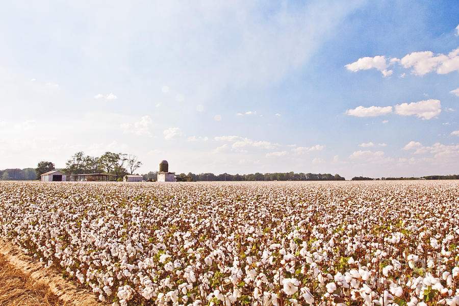 Cotton Field Photograph by Scott Pellegrin