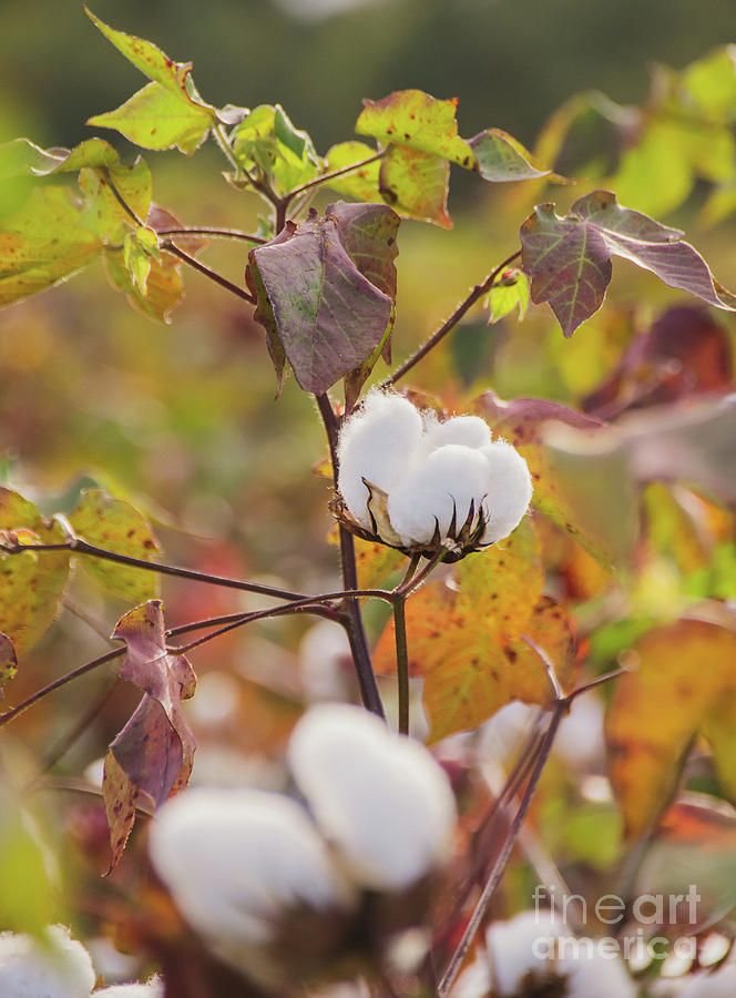 Cotton Flower 4 Photograph by Andrea Anderegg