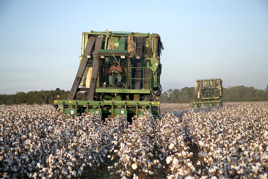 Cotton Harvest #1 Photograph by Inga Spence