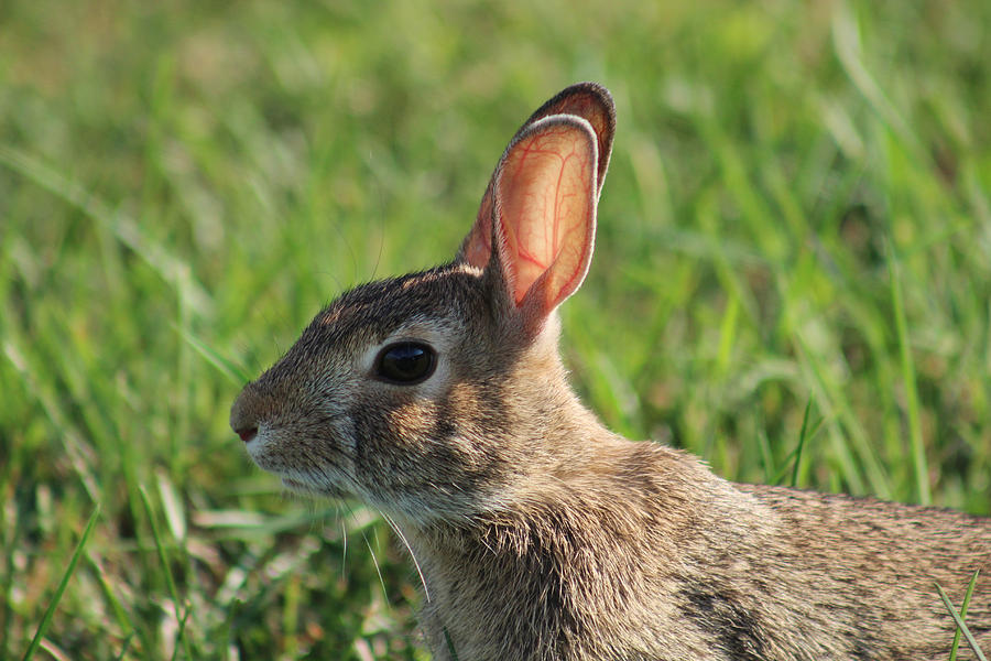 Cottontail Rabbit Orient Point New York #1 Photograph by Bob Savage