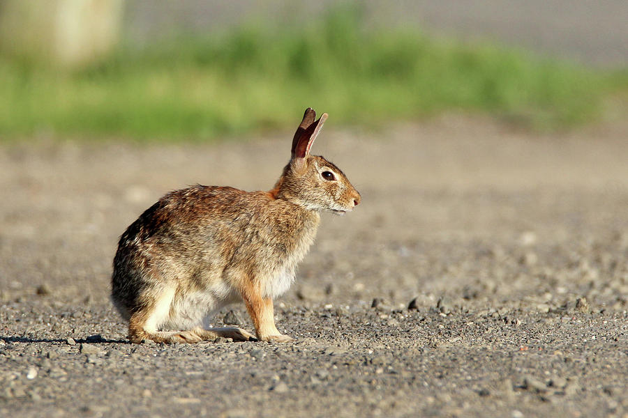 Cottontail Rabbit Stony Brook New York #1 Photograph by Bob Savage